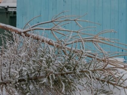 Специалисты ЦЭБ разъяснили правила утилизации новогодних деревьев