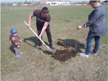 В Старооскольском городском округе высадили деревья  в честь 65-летия области