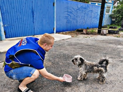 Белгородские волонтёры ездят кормить оставленных в Шебекине животных