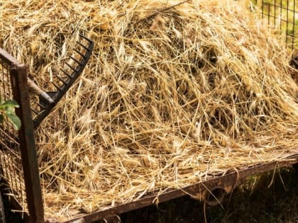 Белгородские аграрии заготовили 849 тонн сена и 65,9 тысяч тонн сенажа