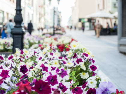 Городские власти рассказали о цветочном оформлении столицы Белгородчины весной