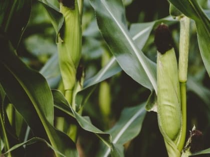 Уборка кукурузы на зерно стартовала в Яковлевском городском округе