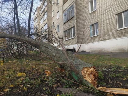 Поваленные знаки и деревья, разбитое авто и порывы ЛЭП: Михаил Лобазнов рассказал о последствиях непогоды в Губкине