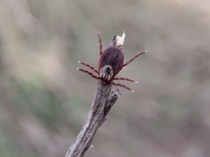 Горячая линия по профилактике клещевого энцефалита откроется в Белгородской области