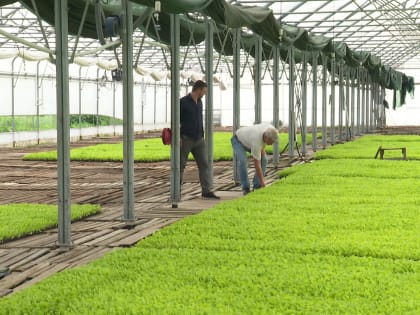 В Ивнянском районе начали сбор сельдерея и пекинской капусты