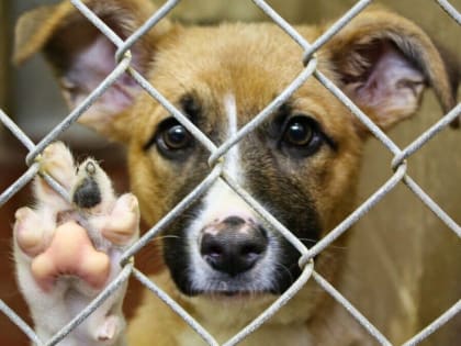 На Белгородчине не могут достроить приют для животных из-за оперативной обстановки