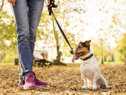 Запрета на выгул и посещение городского пляжа «Берега» с животными не будет