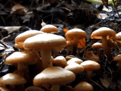 Сотрудник Роспотребнадзора об отравлении грибами: «Самолечение недопустимо!»