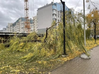 В Белгороде коммунальные службы и спасатели устраняют последствия непогоды
