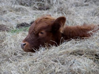Белгородские власти поддержат 13 грантов «Агростартап» в регионе в 2023 году