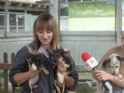 Десять собак из белгородских приютов стали домашними благодаря проекту «Я чей-то»