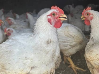 Жительница Валуйского городского округа Марина Евтушенко заключила соцконтракт на развитие ЛПХ