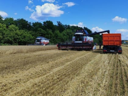 Аграрии Краснояружского района приступили к уборке ранних зерновых культур