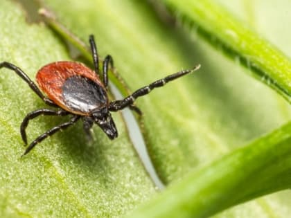 Врач-эпидемиолог Прохоровской ЦРБ Василий Литвяков предупредил об опасности укуса клещей