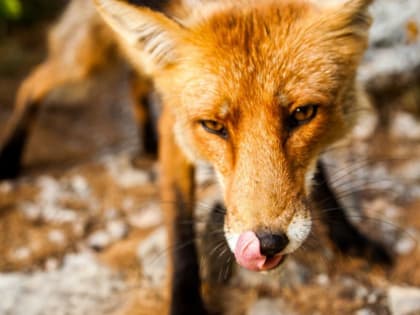 На двух территориях Белгородчины ввели карантин по бешенству животных