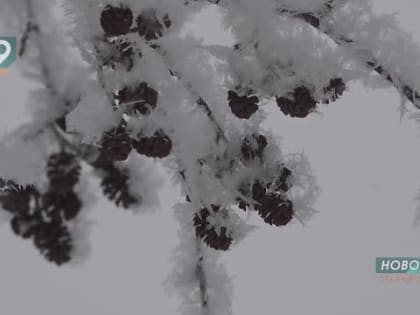 «Деревья в изморозь одеты»: в Старый Оскол пришла зимняя сказка