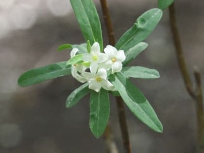 «Белгорблагоустройство» готово потратить на озеленение областного центра 100 млн рублей