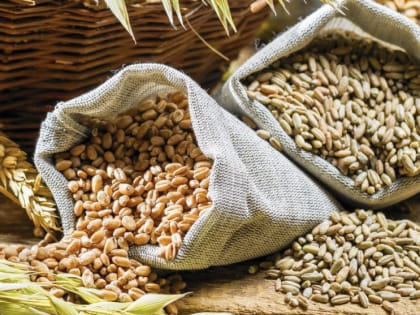 Пять рекомендаций по работе во ФГИС «Зерно» в 2024 году