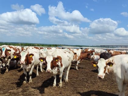 Ракитянские животноводы благодаря новым методам и технологиям добились высоких результатов