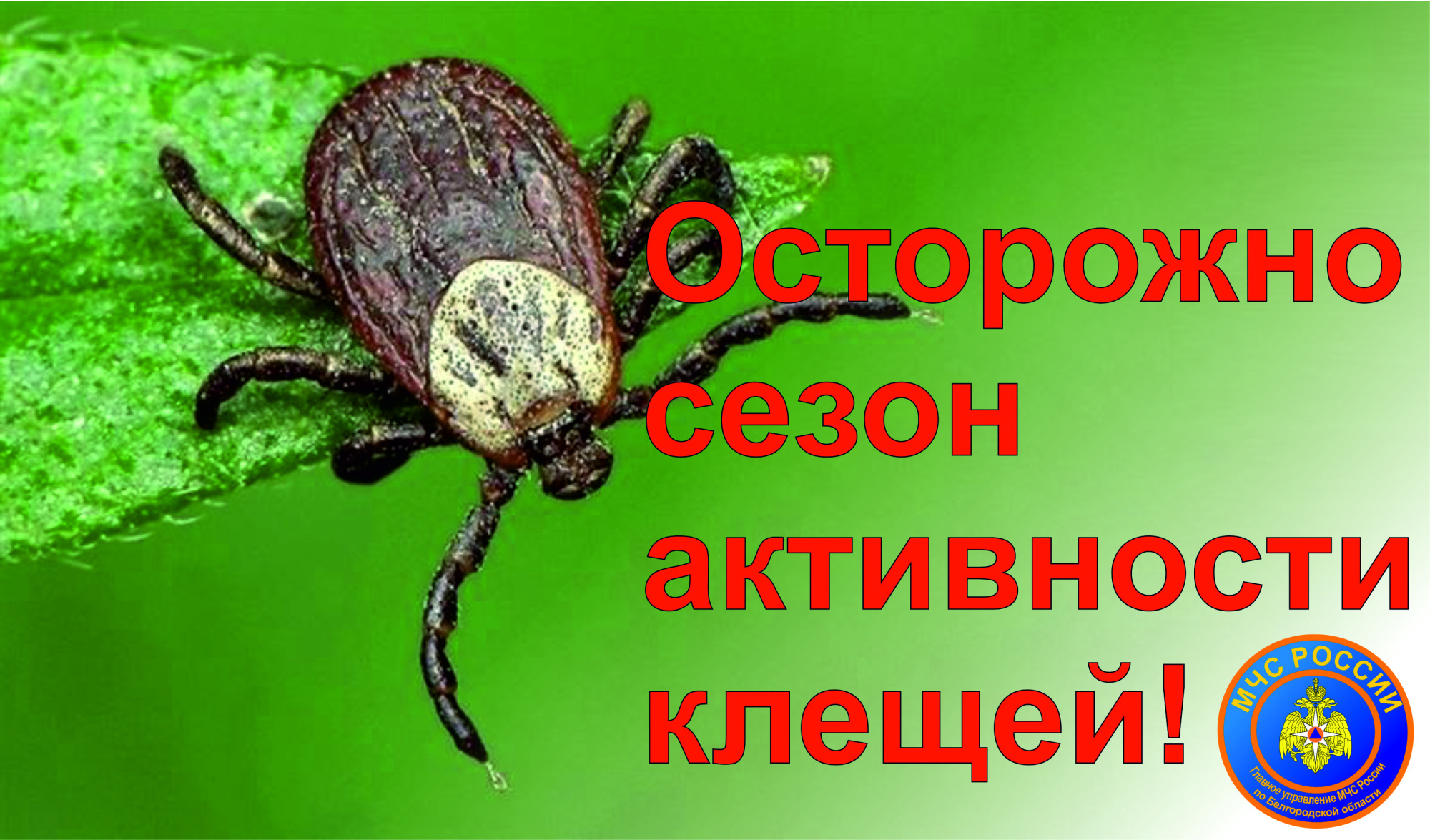 Клещи период активности. Активность клещей. МЧС клещи. Период активности клещей. Когда клещи активны.