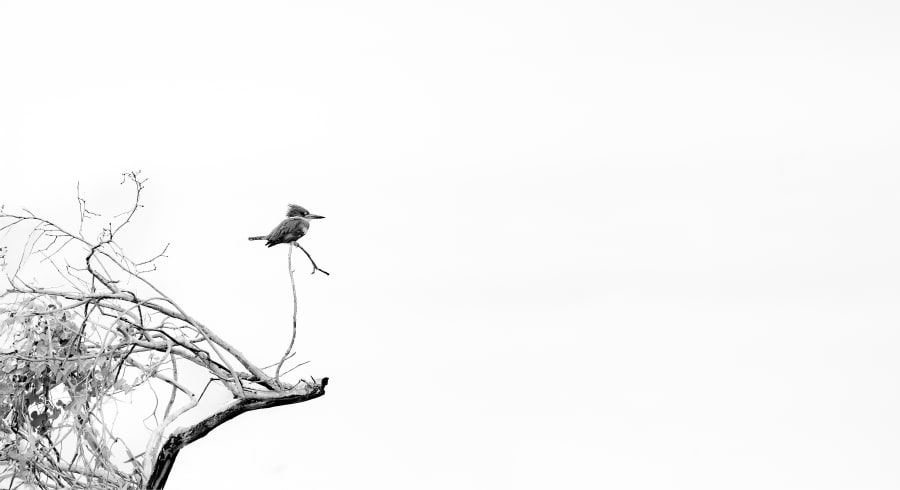 Precision — Open Edition fine art print