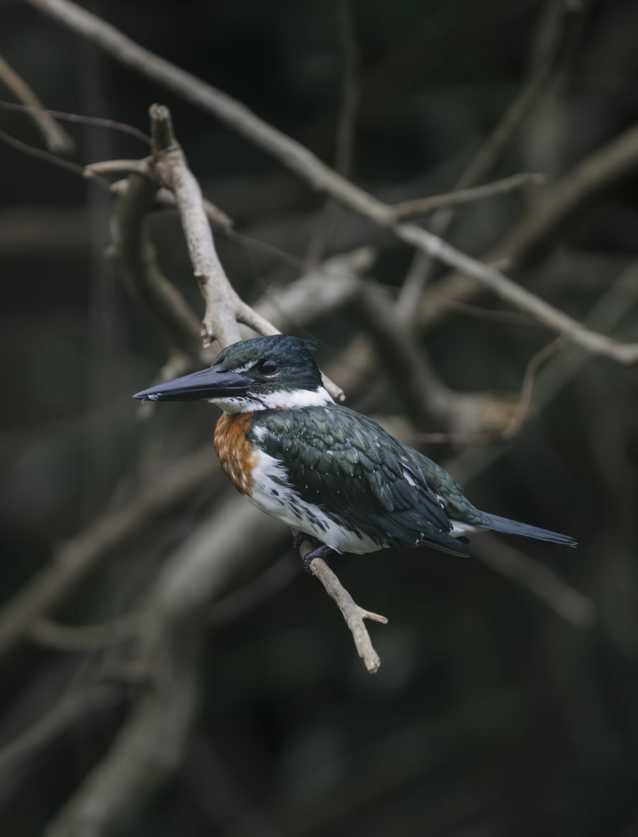 Lying in Wait — Open Edition fine art print