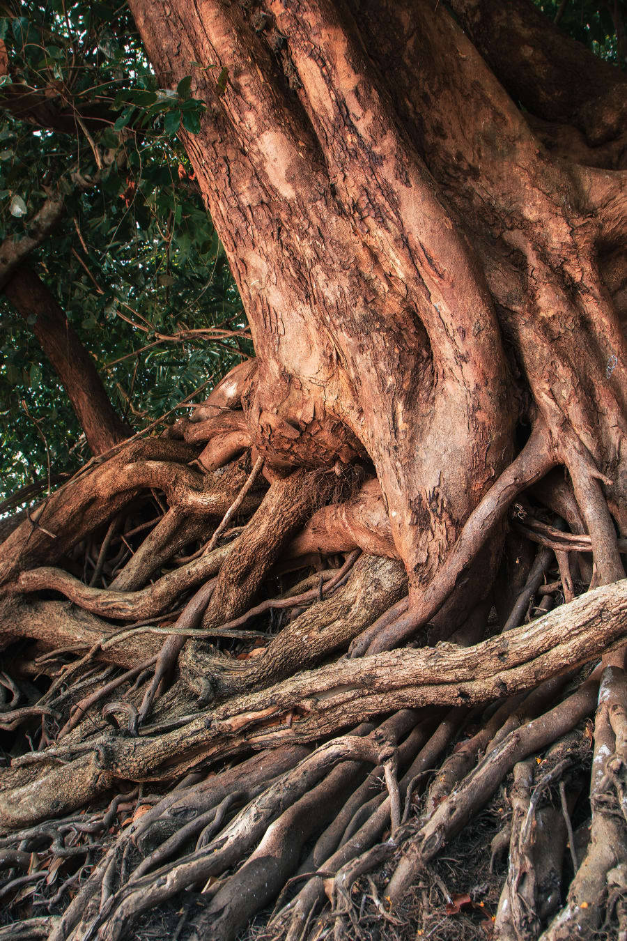 Veins of the Earth