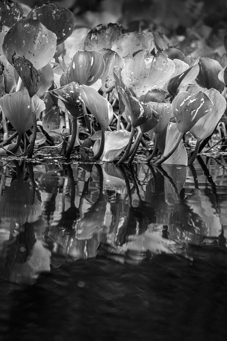 Roots in the Mirror