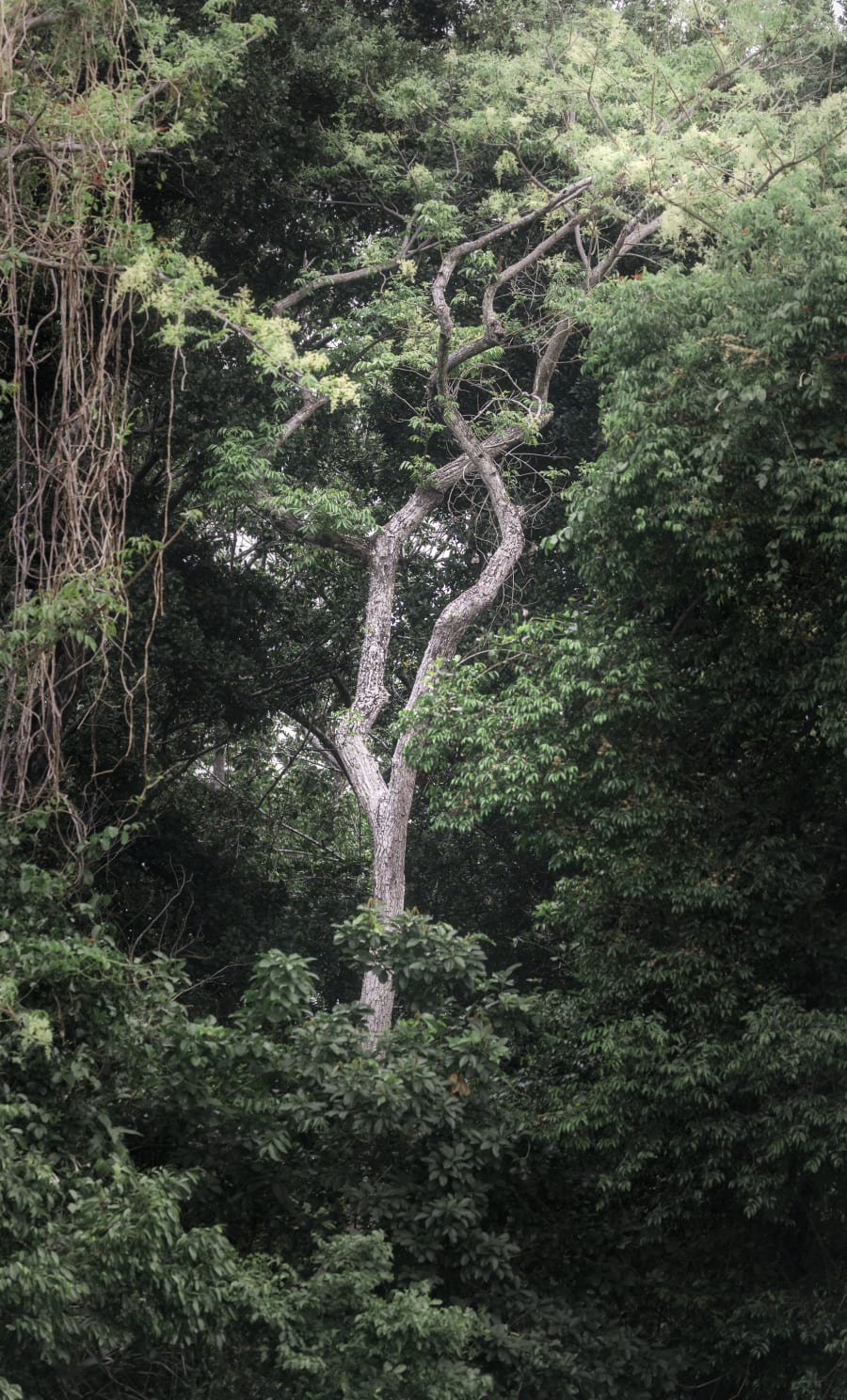 The Witness