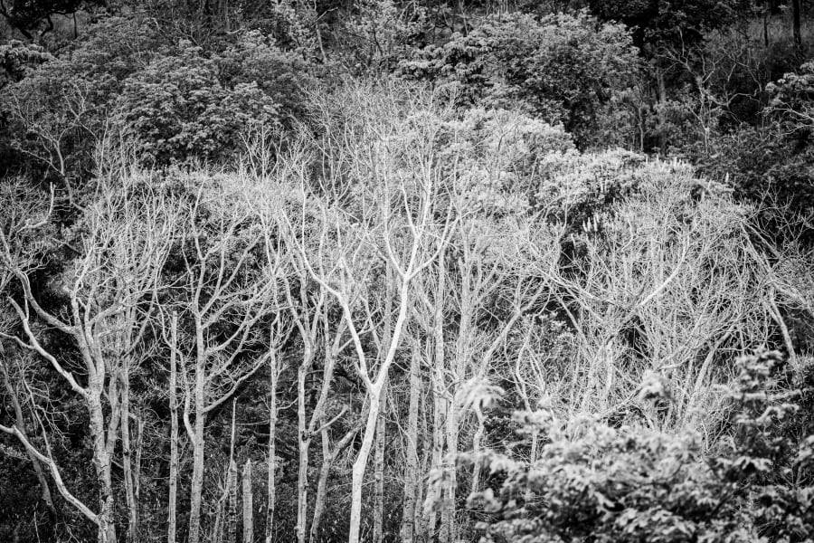 Fabric of the Forest