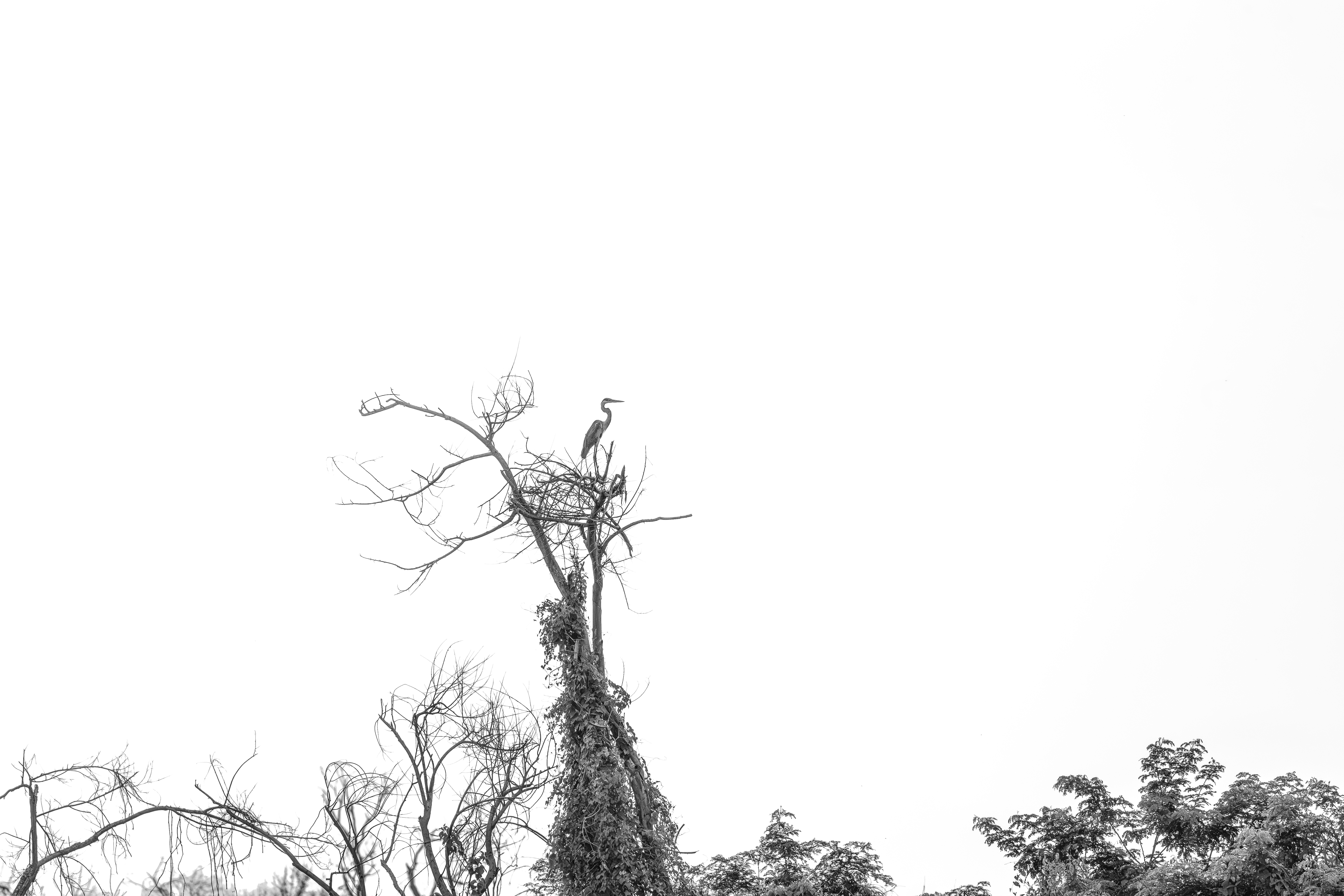 Topo do Mundo