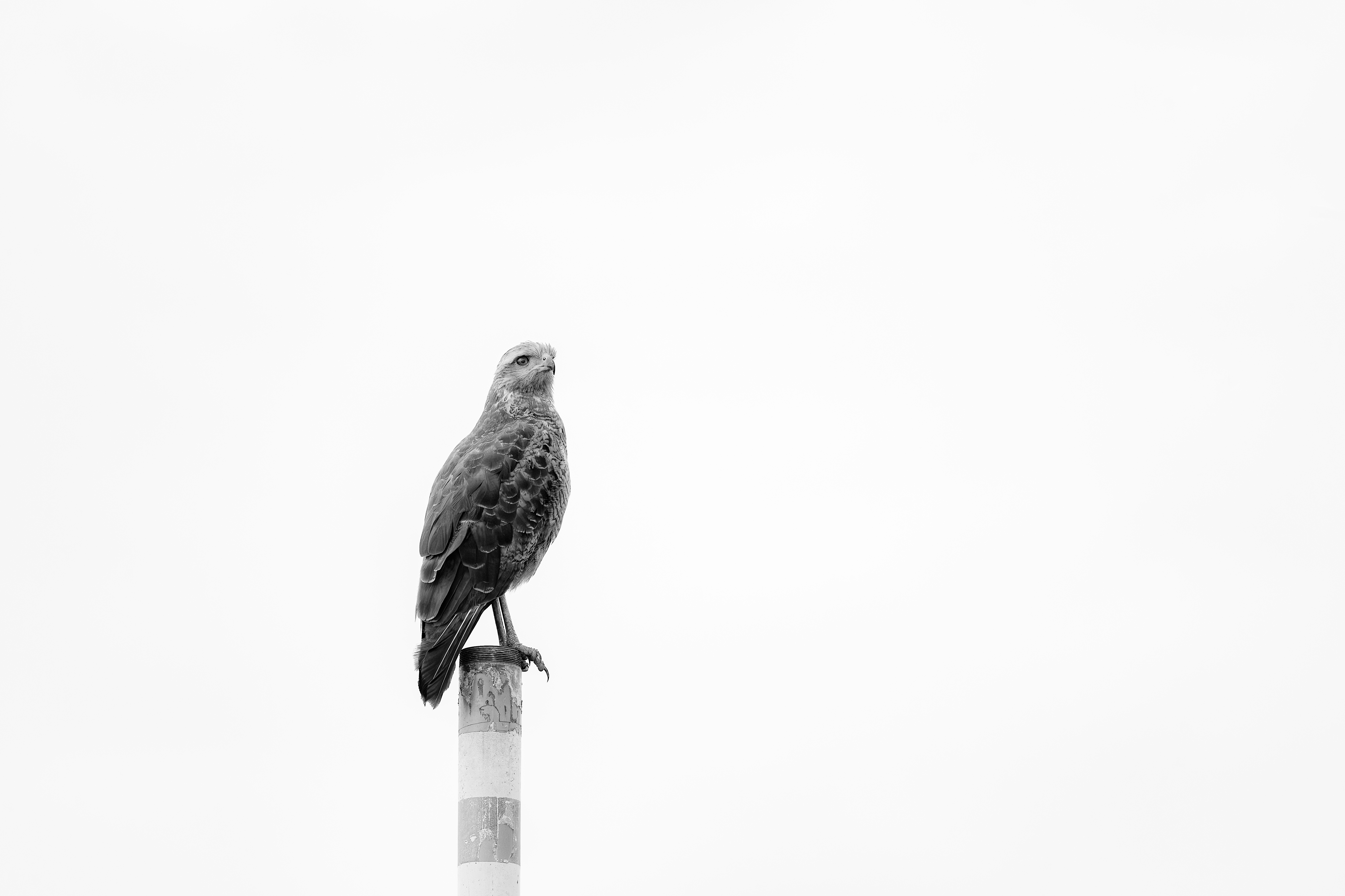 A Vigilância