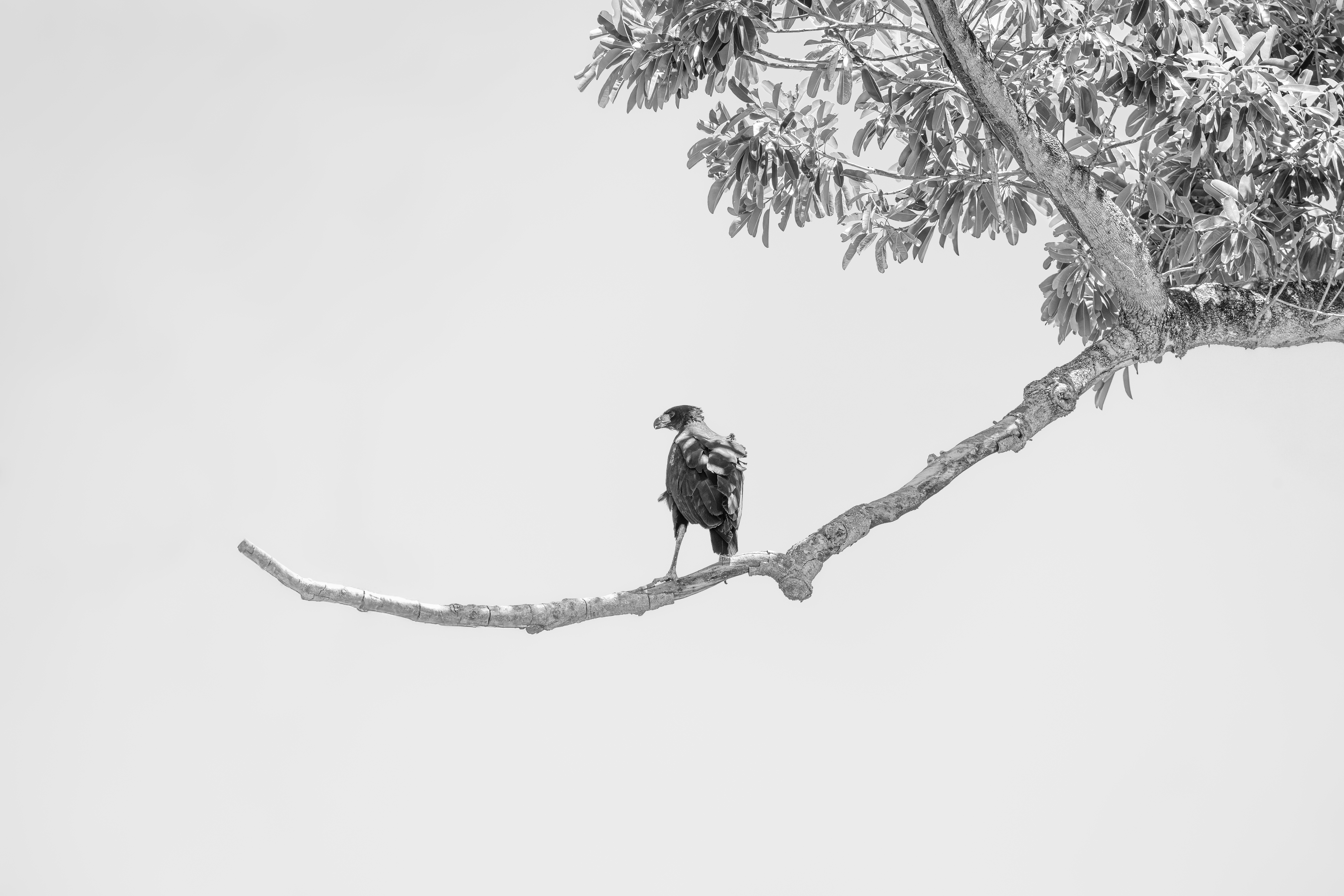 A Coroa