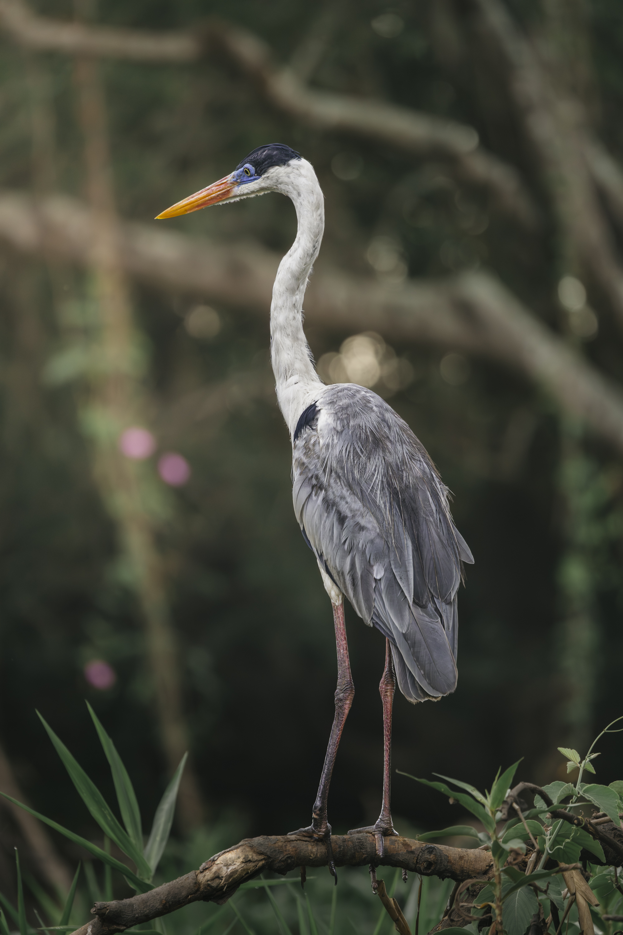 O Aristocrata