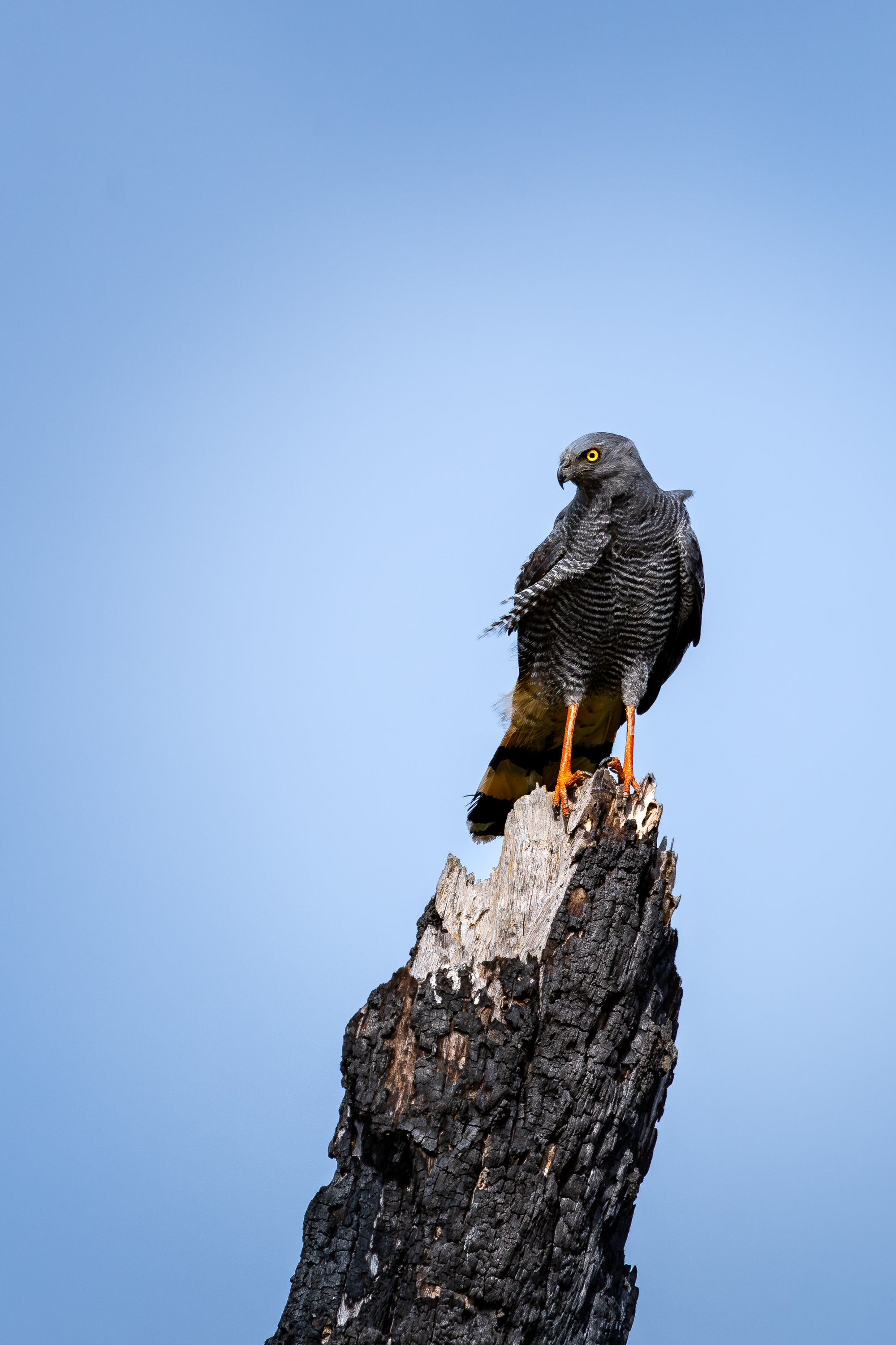 The Sentinel of the Burned Tree