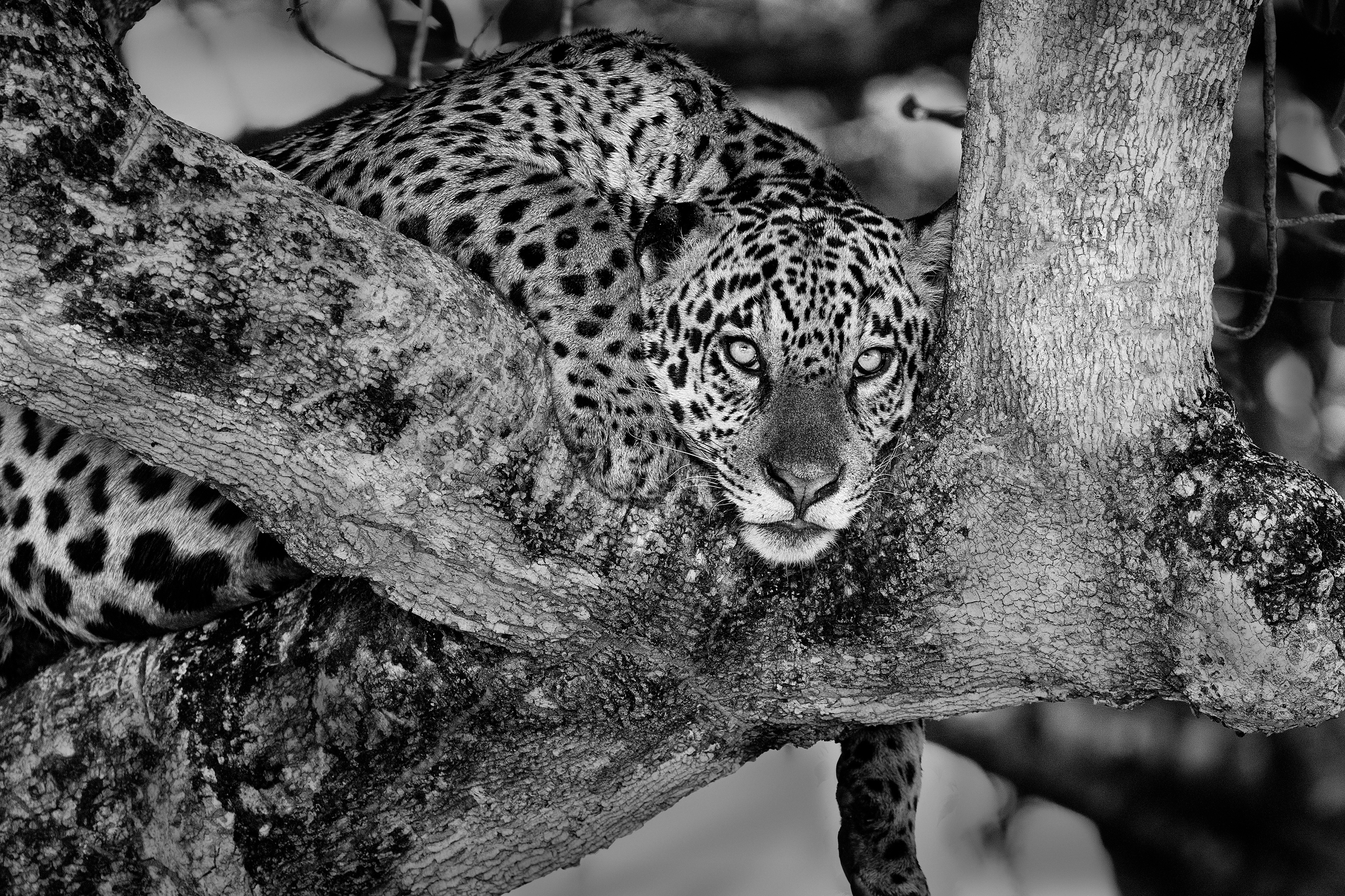 Restful Watcher