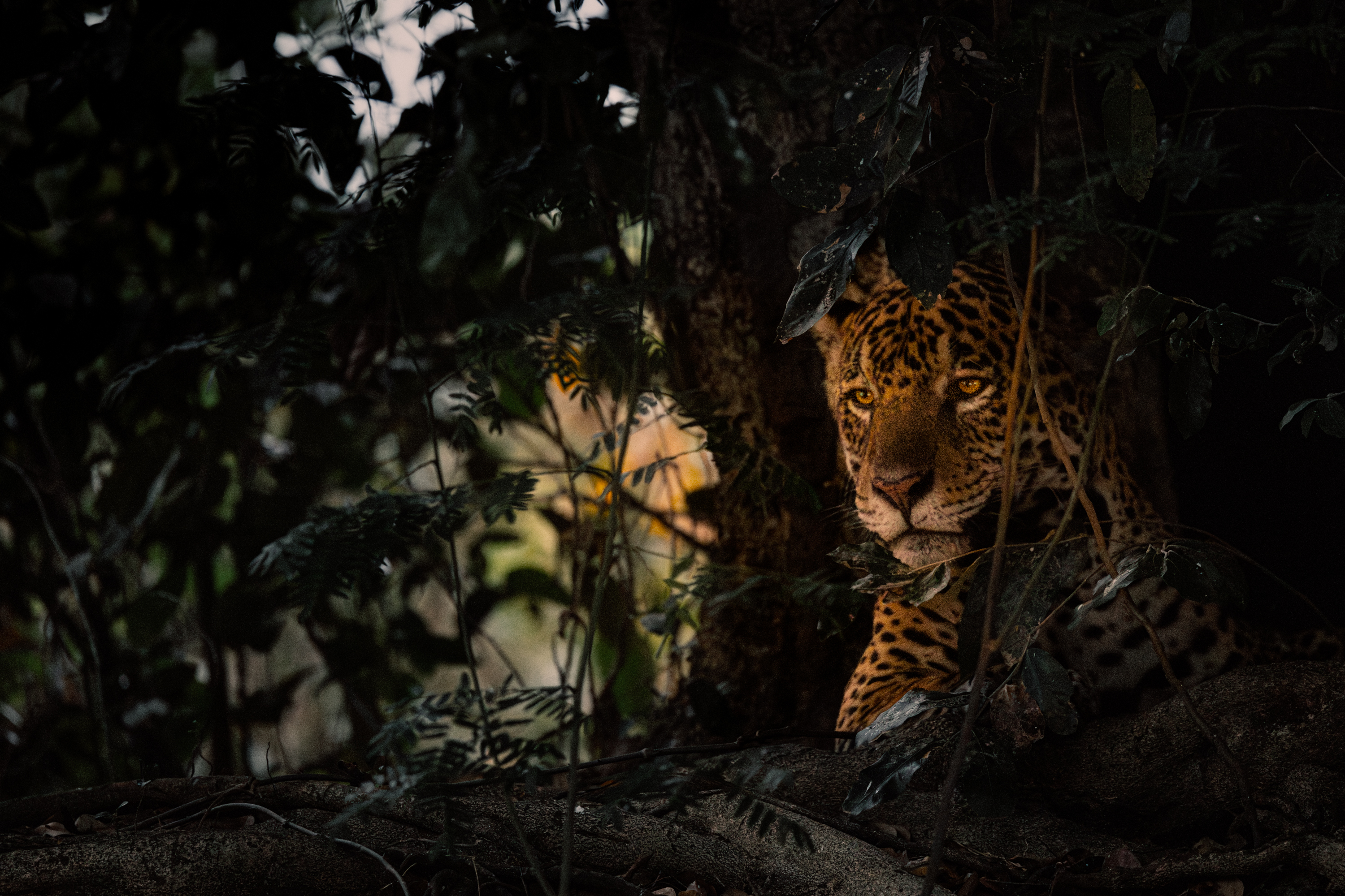 Watcher in the Shadows