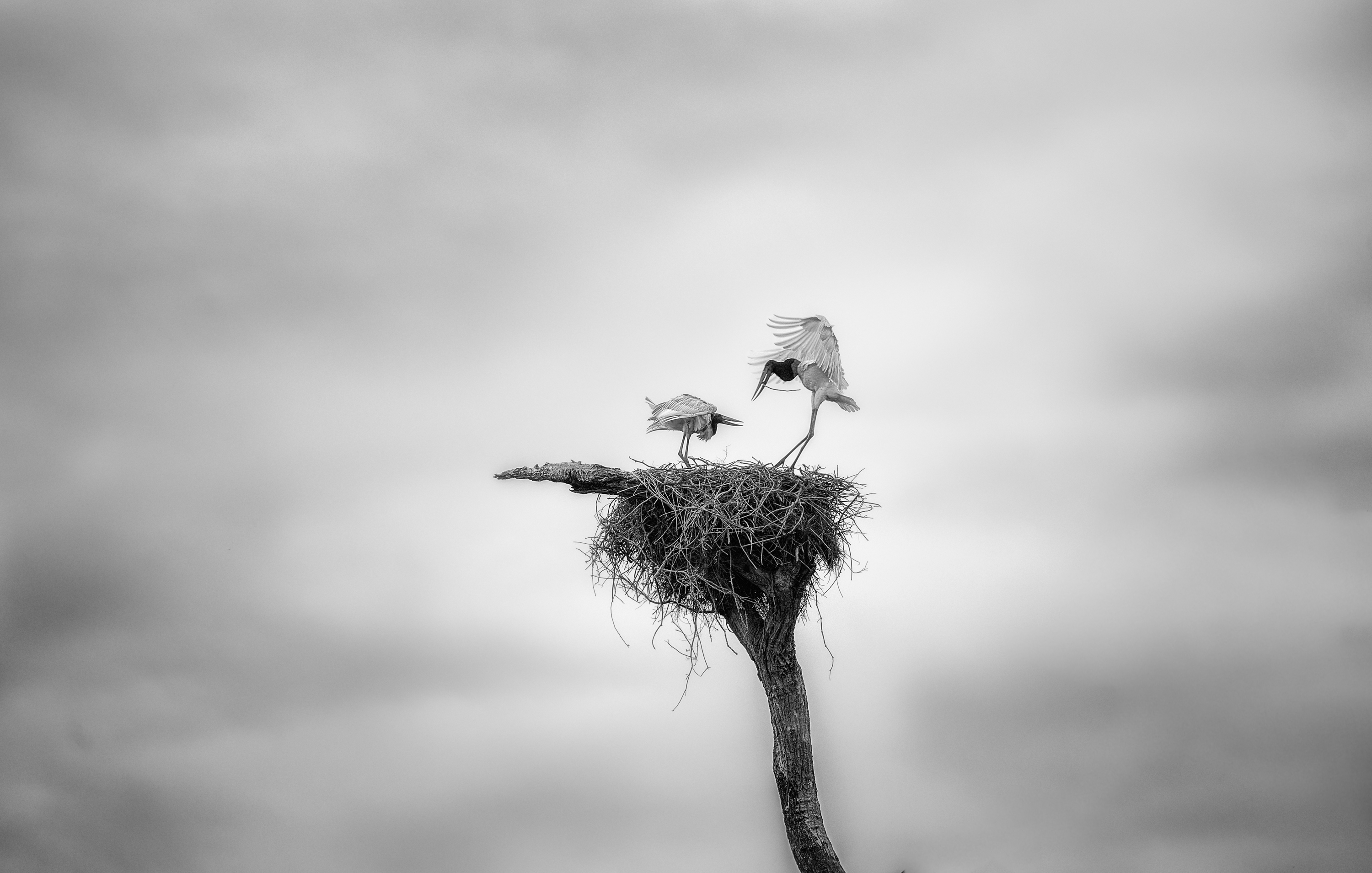 Solitude Above