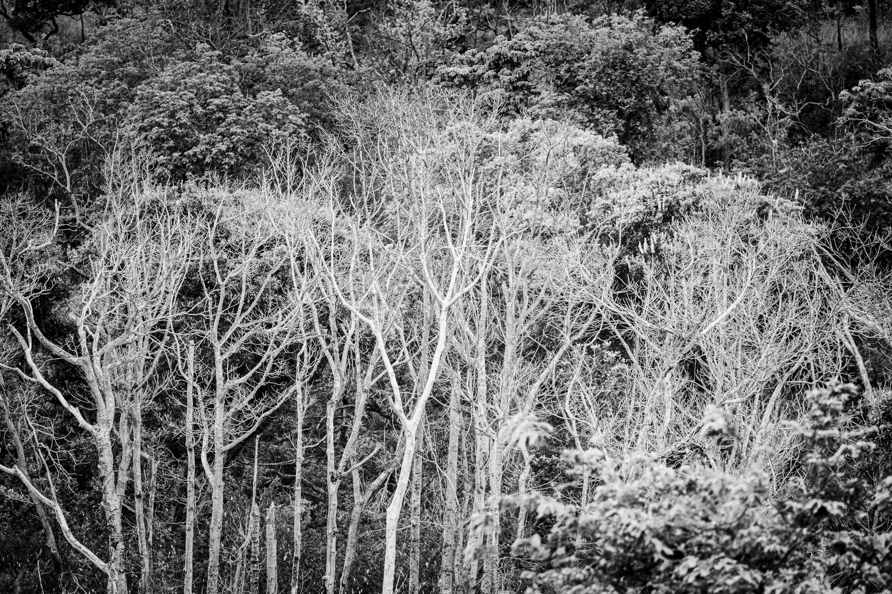 Tecido da Floresta