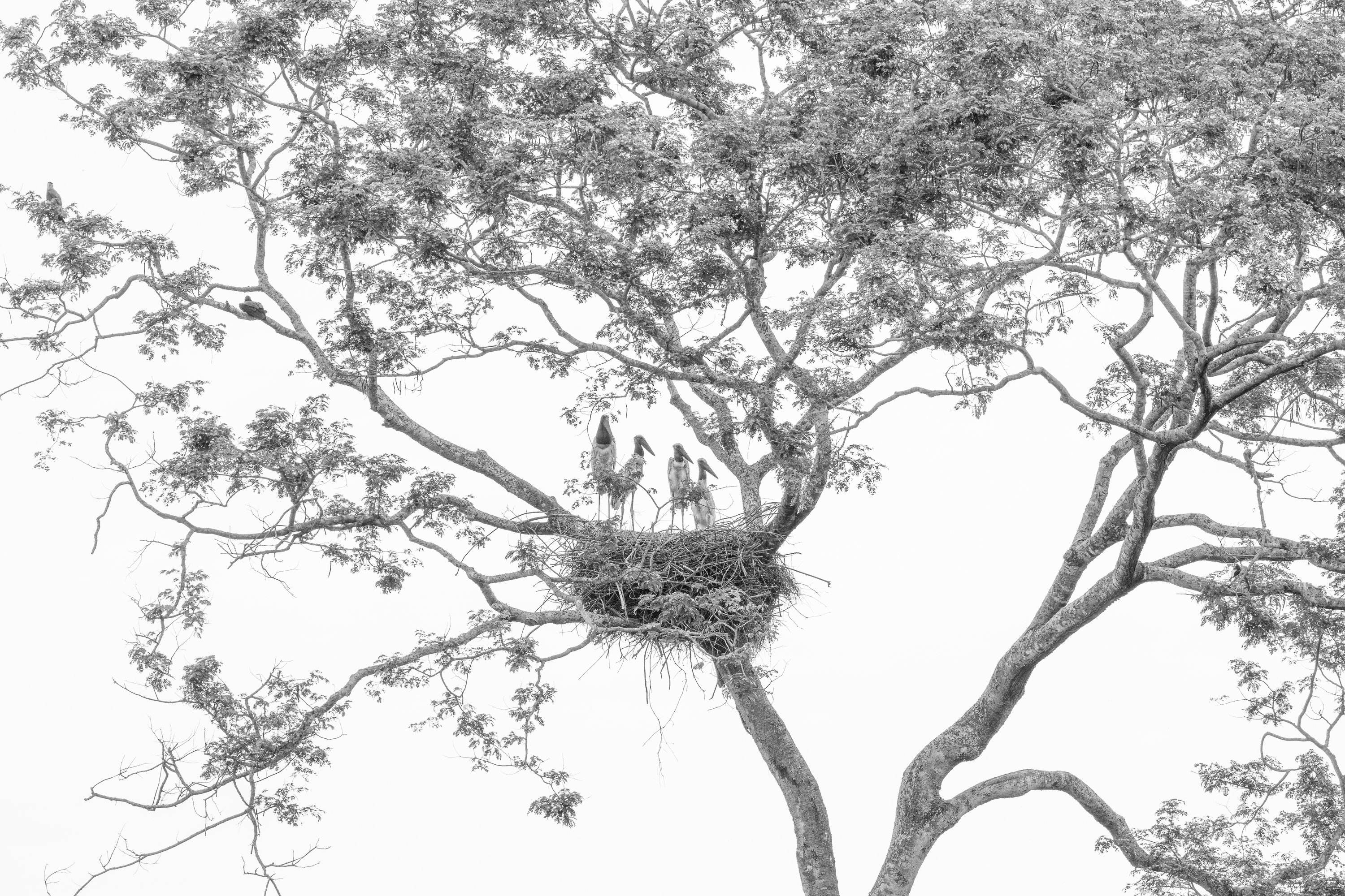 O Berço — Bruno Spadoni Photography