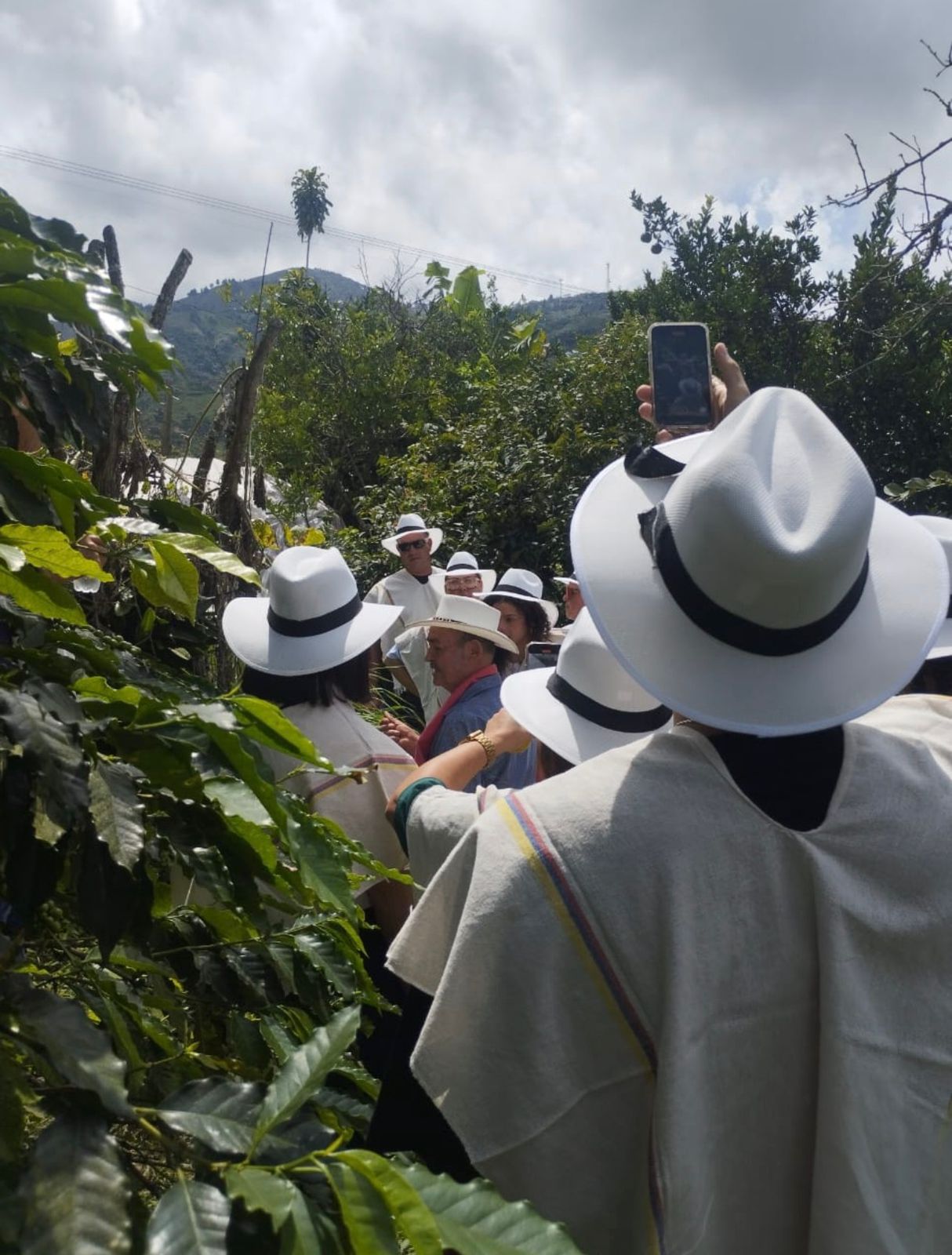 Tour del café