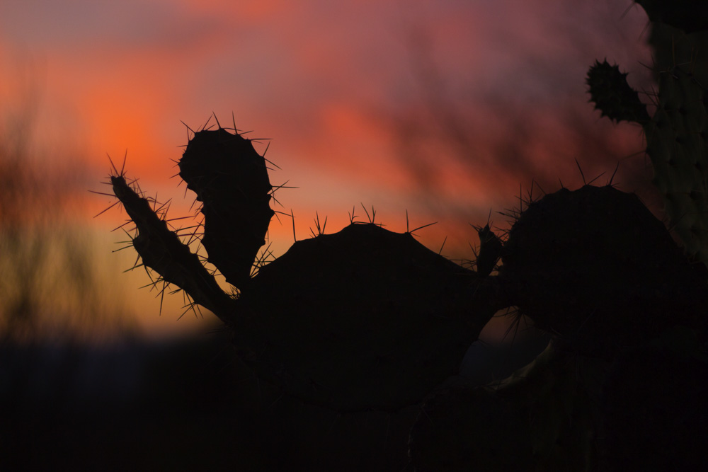 Nature/Landscape 7