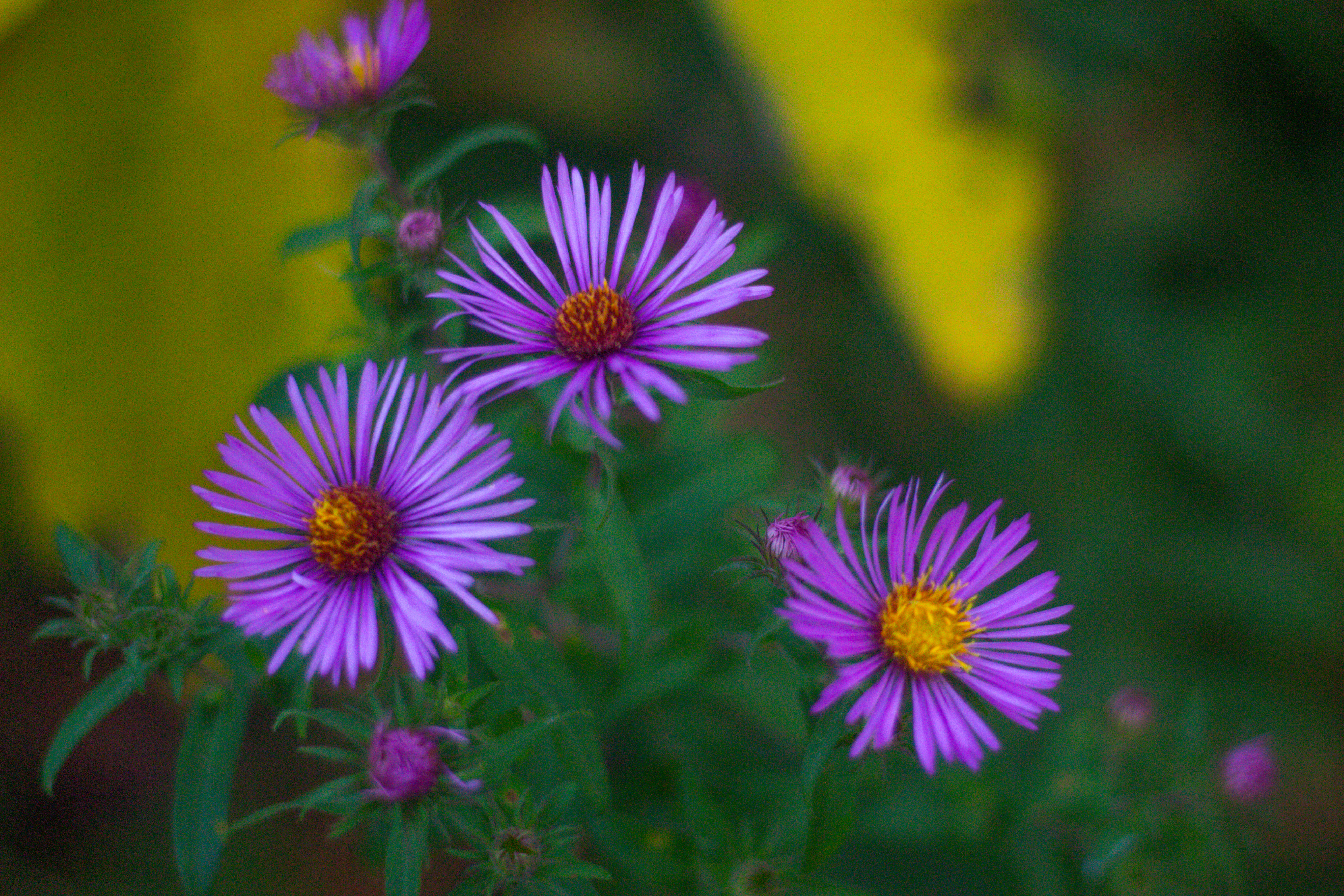 Nature/Landscape 5