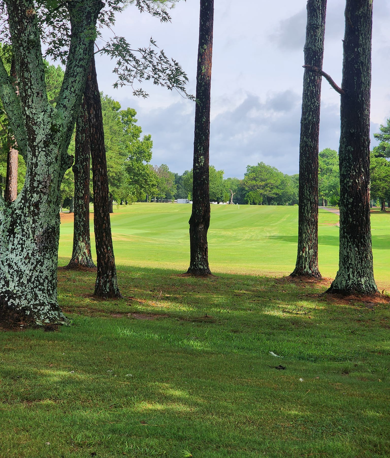 View through large pine tree trunks framing a bright green fairway beyond, showcasing the mature tree coverage of the course.