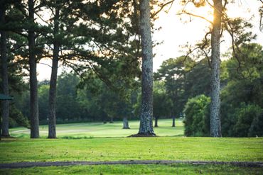 Sunlit fairway scene with mature trees creating natural borders and warm golden hour lighting.