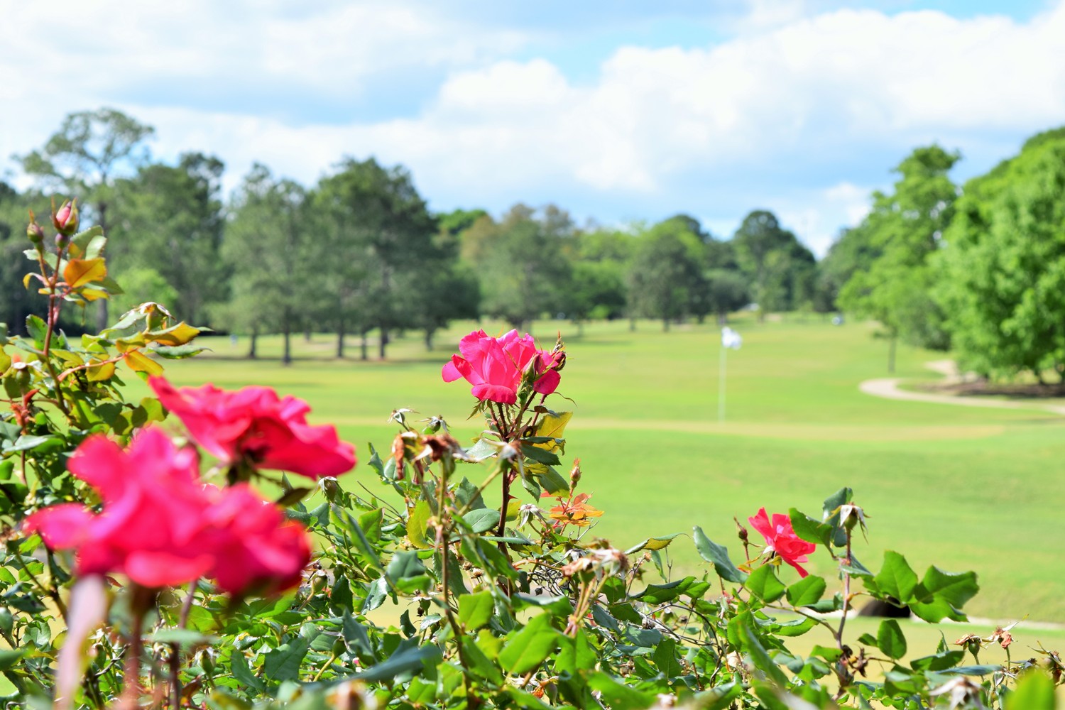 Vibrant pink roses in the foreground frame a beautifully maintained golf green with a flag stick, surrounded by mature trees under a partly cloudy sky.