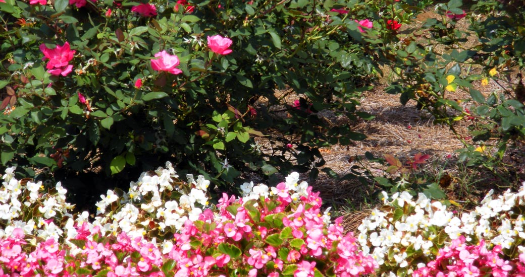 A landscaped garden area at Dogwood Hills featuring blooming pink and white flowers with rose bushes and other ornamental plants in well-maintained flower beds.