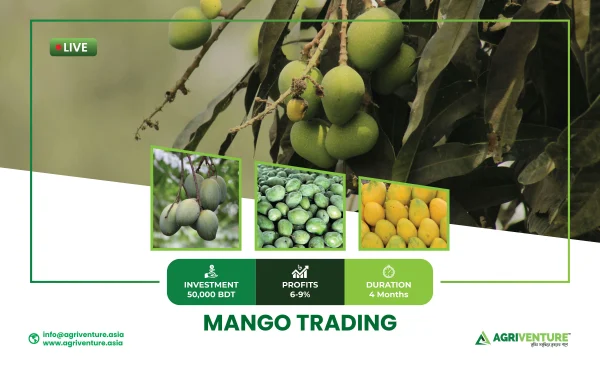 p4 Mango Trading