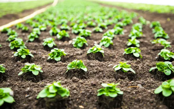 Empowering Farmers: Our Approach to Sustainable Agriculture