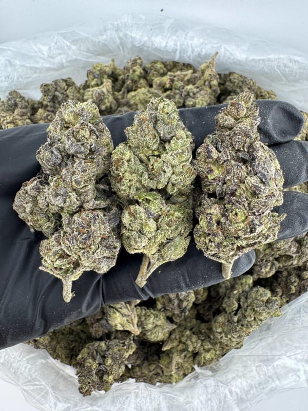 A755 Lights Out 😱😴🌑💨🧬